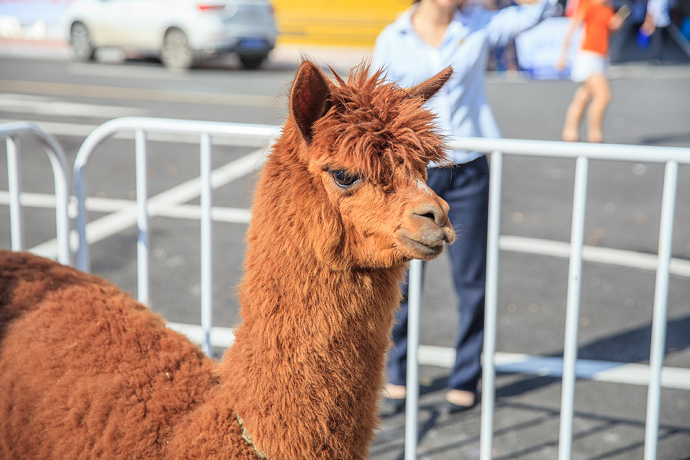 【車展第一天】遇到那個TA，放棄蘋果8......